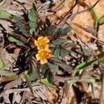 Biophytum umbraculum Fleur