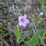 Erodium botrys Virág