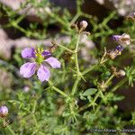 Zygophyllum pachyacanthum Агульны выгляд