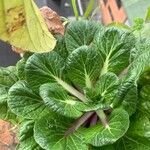 Brassica juncea Hoja