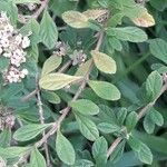 Lippia micromera Лист