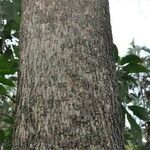 Cordia africana Bark