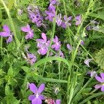 Viola cornuta Flower