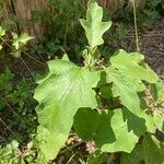 Solanum dimidiatum برگ