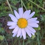 Leucanthemum ircutianum Flor