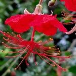 Hibiscus schizopetalus Blomst