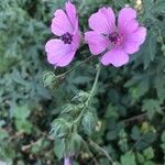 Althaea cannabinaFlower