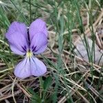 Viola aethnensis Kwiat