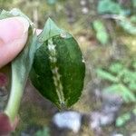 Goodyera oblongifolia Leaf