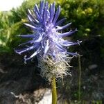 Phyteuma betonicifolium Flor