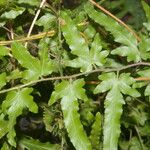 Lygodium venustum List