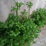 Cardamine flexuosa Агульны выгляд