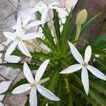 Hippobroma longiflora Λουλούδι