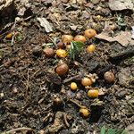 Dicentra canadensis Habitus