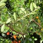 Pyracantha angustifolia Fruit