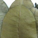 Himatanthus bracteatus Other
