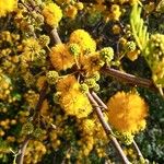 Acacia caven Flower