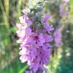 Lythrum salicaria Fiore