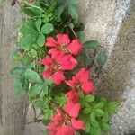 Tropaeolum speciosum Flors