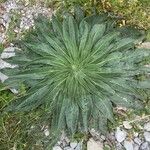 Echium asperrimum Hoja