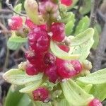 Phyllocladus aspleniifolius Hoja