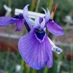 Iris ensata Cvet