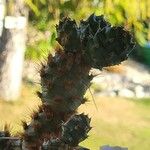 Opuntia aciculataAnders