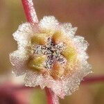 Cycloloma atriplicifolium Fruit