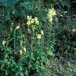 Antirrhinum latifolium Hábito