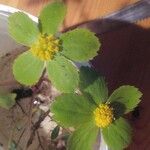 Hacquetia epipactis 花