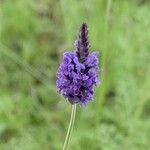 Lavandula pinnata Flower