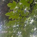 Lonchocarpus violaceus
