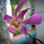 Dendrobium victoriae-reginae പുഷ്പം