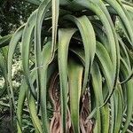 Aloe thraskii Hostoa