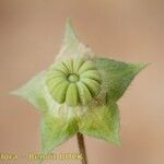 Malva aegyptia Drugo