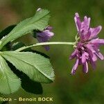 Trifolium resupinatum Flower
