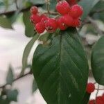 Cotoneaster pannosus Fruit