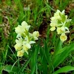 Dactylorhiza insularis Flower