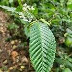 Begonia convallariodora Лист