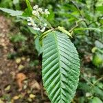 Begonia convallariodora Hoja