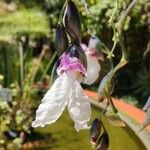 Thalia geniculata Květ