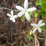 Jasminum fluminense Egyéb