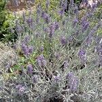 Lavandula angustifoliaFlors