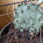 Opuntia macrocentra List