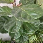 Ficus lyrataLeaf