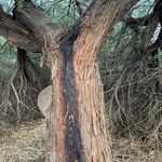 Prosopis glandulosa Kéreg