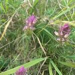 Melampyrum arvense Flower