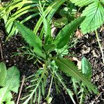 Crambe arborea Hoja