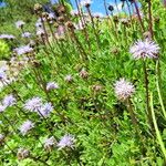 Globularia incanescens Celota