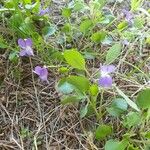 Viola elatior 花